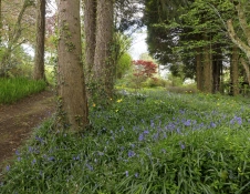 Bluebells in a woodland.