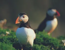Puffin