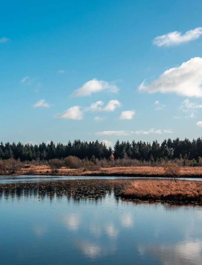 Golygfeydd o goed pinwydd a glaswelltir mawnog gyda llyn yn y blaendir