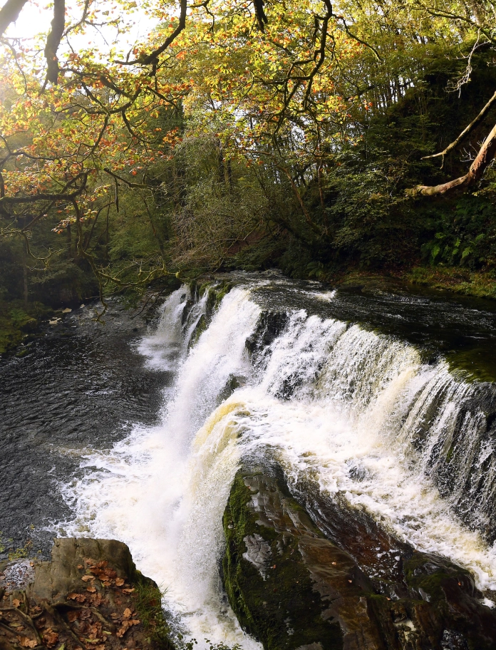 Llun o raeadr llydan a choed