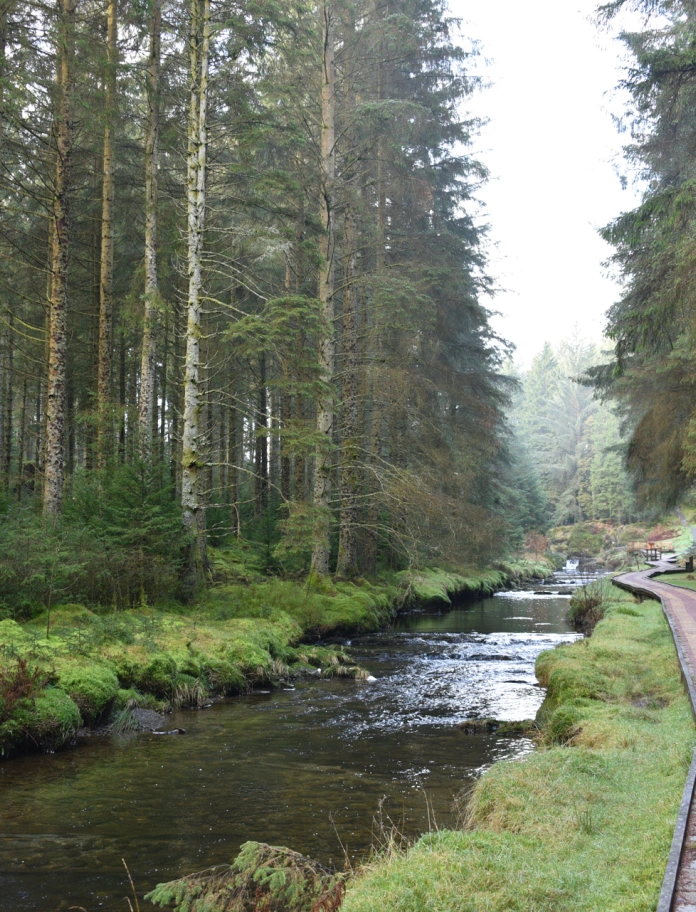 Llwybr pren ar lan afon â choed tal bob ochr.