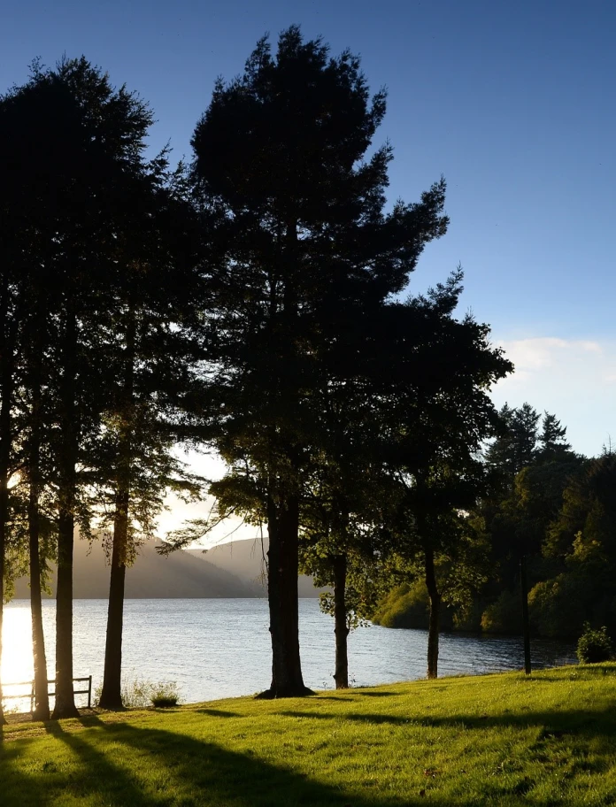 Trees and lake.