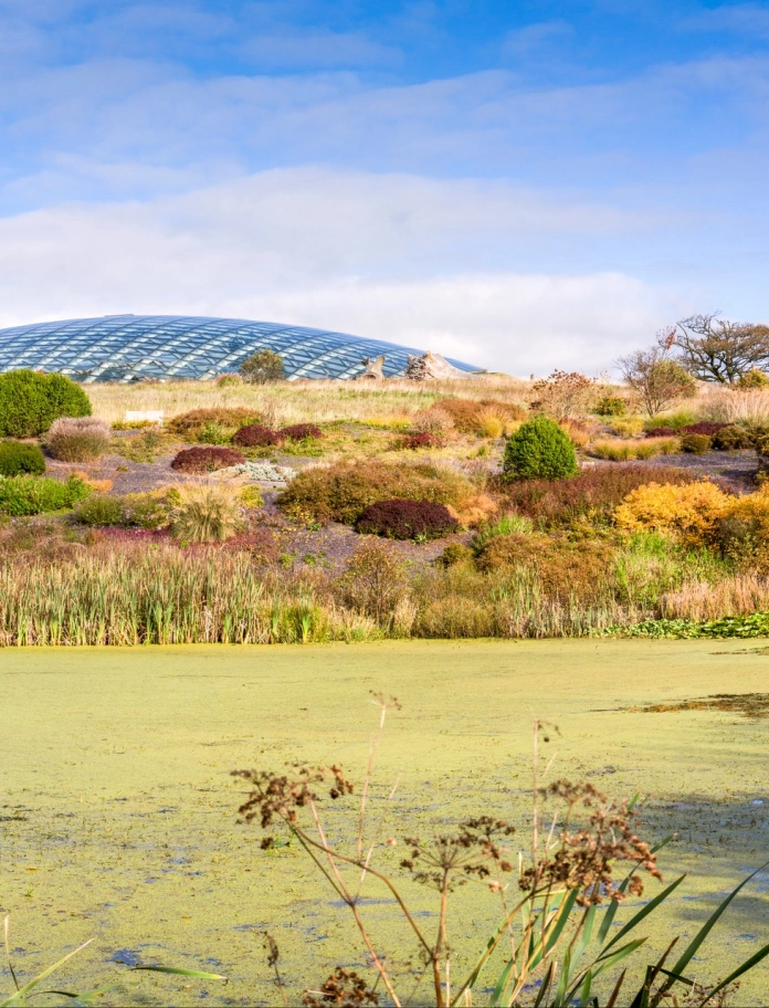 Llyn gwyrdd wedi'i orchuddio â mwsogl