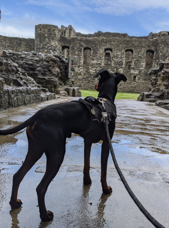 Arty'r ci yn sefyll o fewn adfeilion y castell
