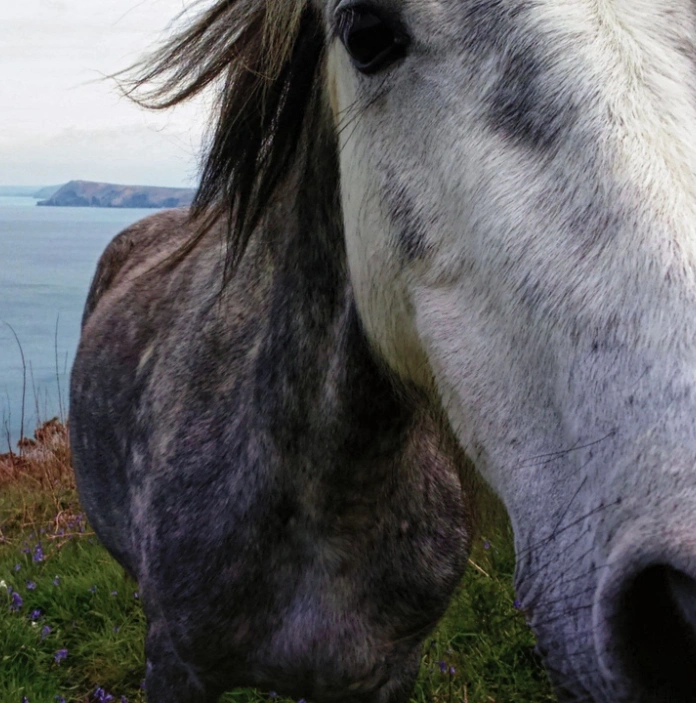 Ceffyl gwyn yn pigo'i drwyn yn chwilfrydig ar y camera - arfordir yn y cefndir