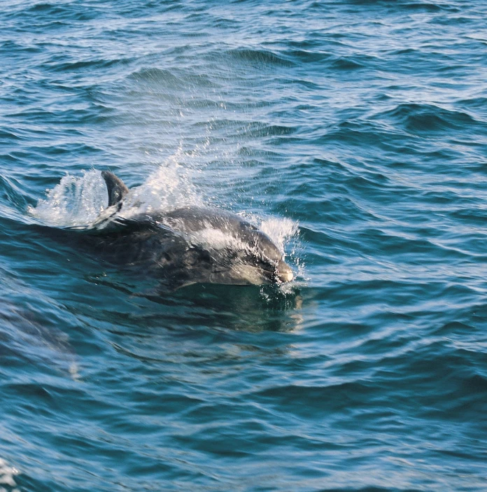 Bottle-nosed dolphin breaching from the sea
