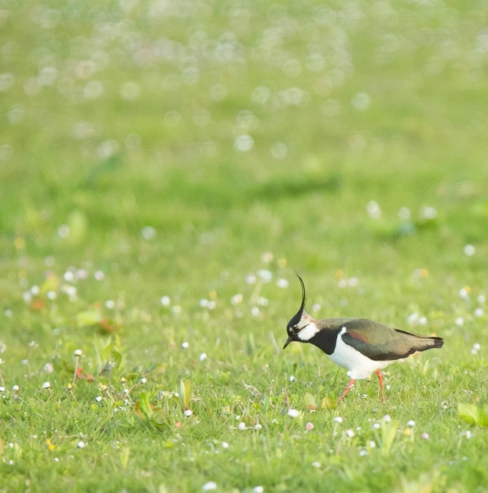 Cornchwiglen ar ddôl werdd yng Ngwarchodfa Natur RSPB Ynys-Hir, Biosffer Dyfi