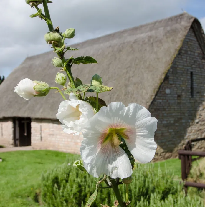 Adeilad carreg â tho gwellt gyda blodyn gwyn yn blaendir.