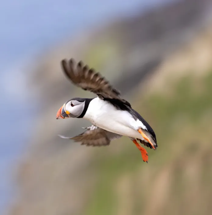 Puffinau yn hedfan.