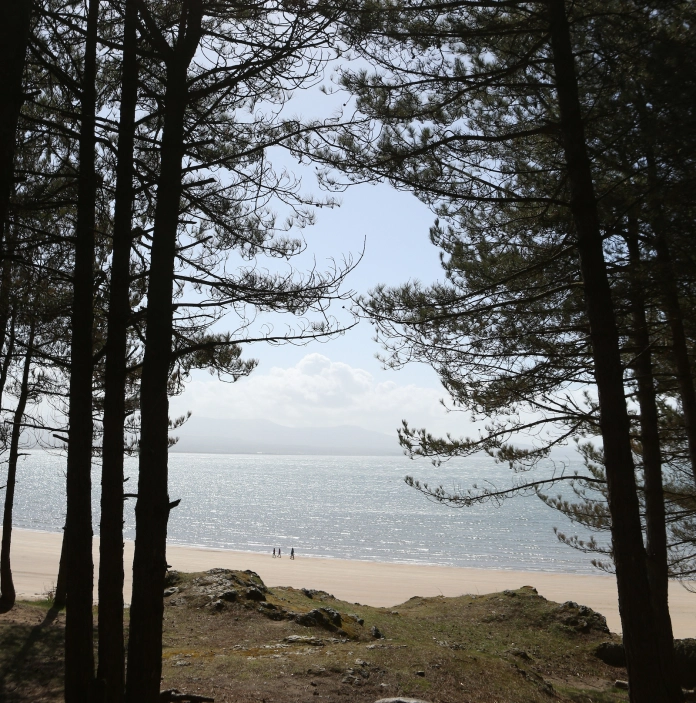Trees at Llanddwyn Island