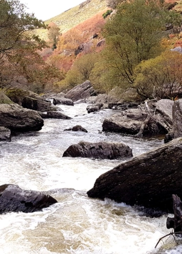 Afon sy'n llifo gyda chreigiau wedi'i hamgylchynu gan goed