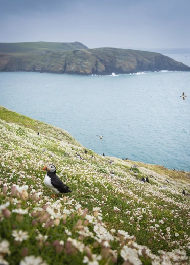 Pâl yn eistedd yng nghanol carped o flodau golau.