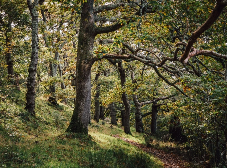 Coed derw hynafol mewn coedwig ddeiliog.