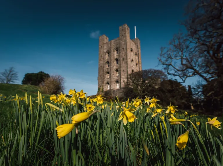 Castell tu draw i gae o gennin pedr.