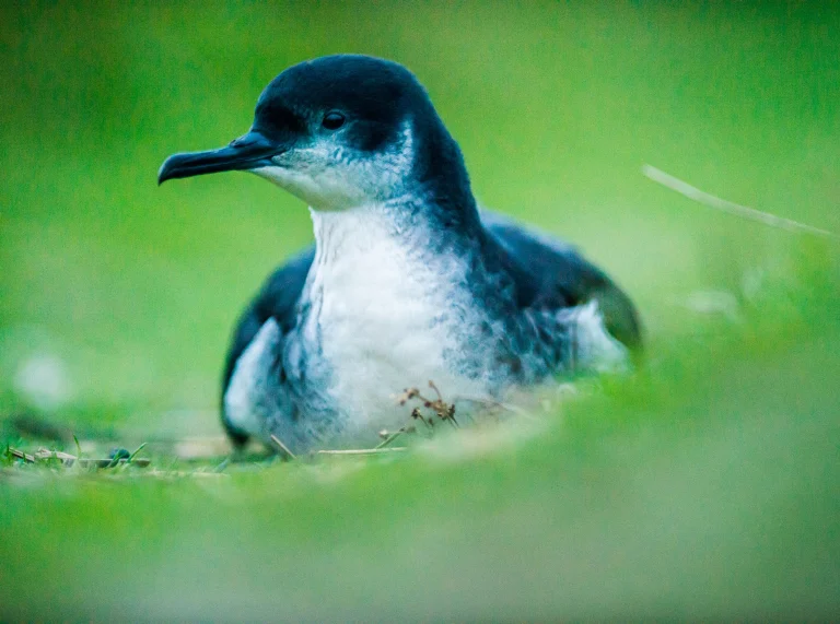 Manx Shearwater ar Ynys Sgomer