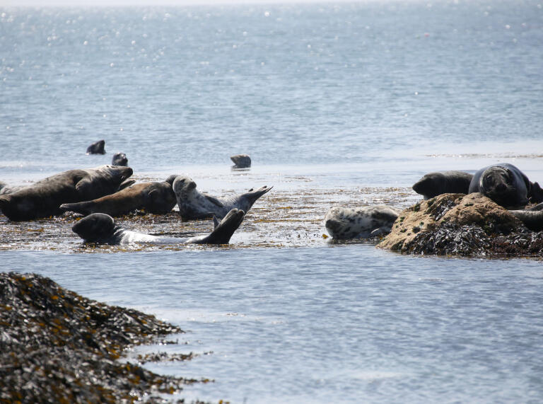 A view of seals resting on the rocks 