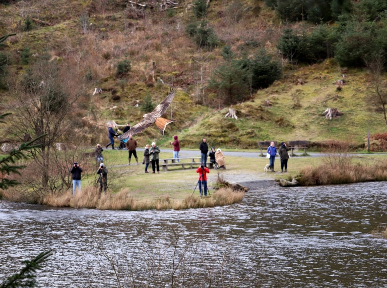 Barcud coch yn hedfan dros lyn, yn cael ei lun wedi tynnu gan grŵp o bobl.