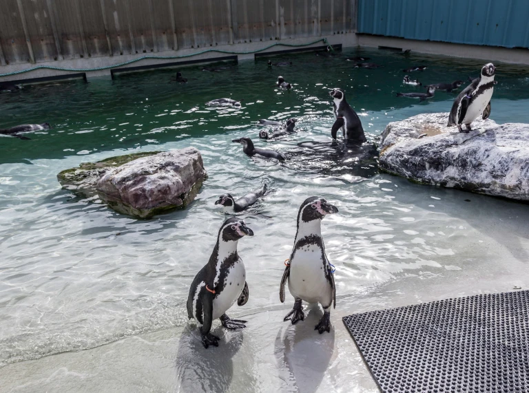 Pengwiniaid yn Folly Farm