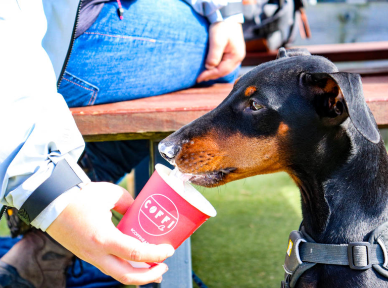 Arty’r ci yn mwynhau ‘puppaccino’