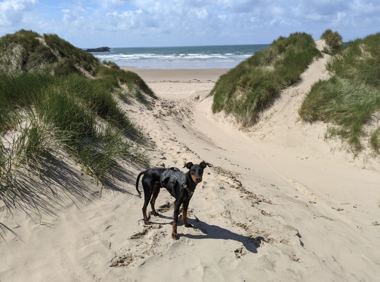 Arty yn edrych ar y camera ymysg y twyni tywod gyda'r môr yn y cefndir