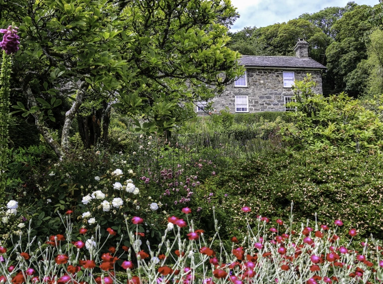Blodau bach coch llachar o flaen perth, yn edrych tuag at y tŷ.