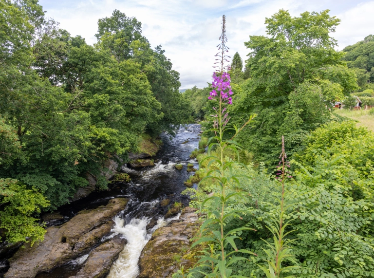 Afon gul yn llifo trwy goed.