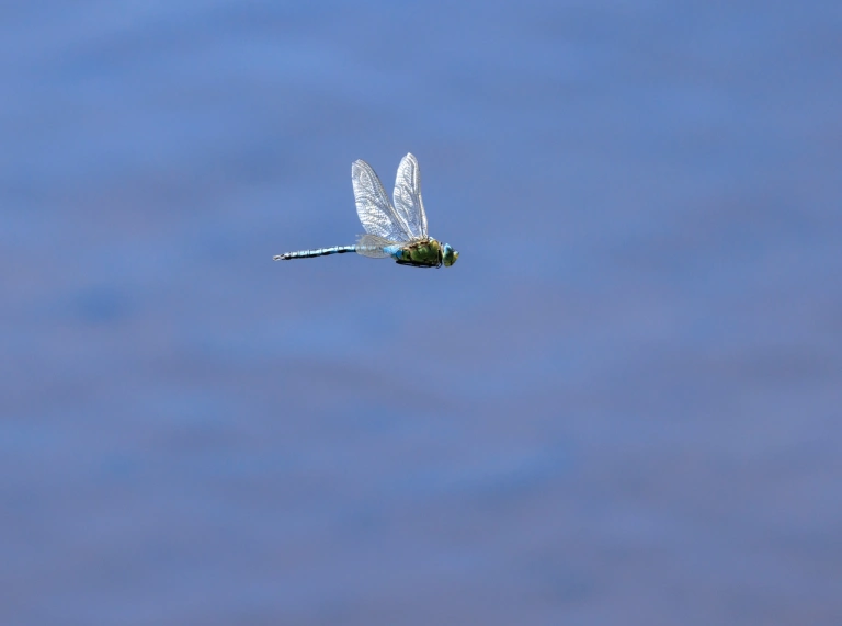 gweision y neidr yn hedfan