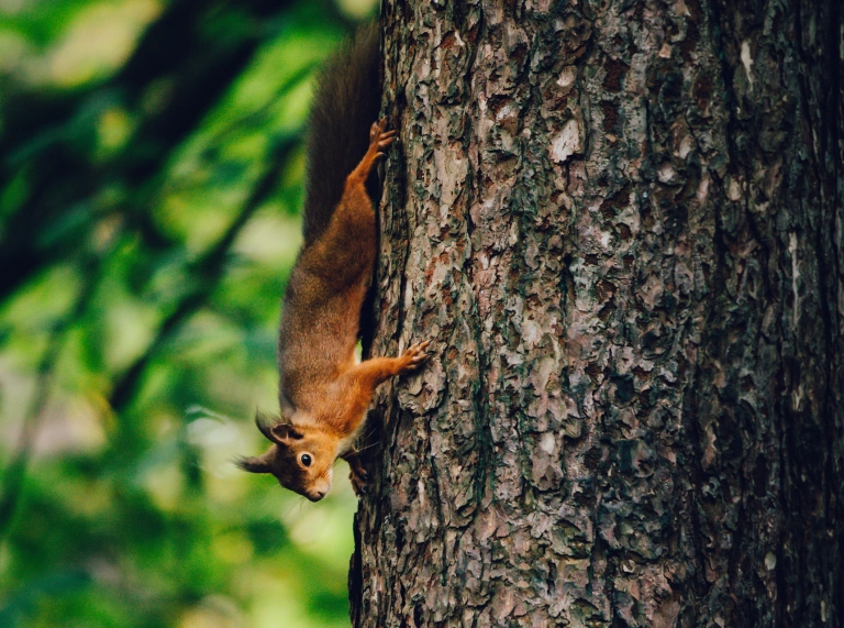 Gwiwer coch yn dringo i lawr coeden 