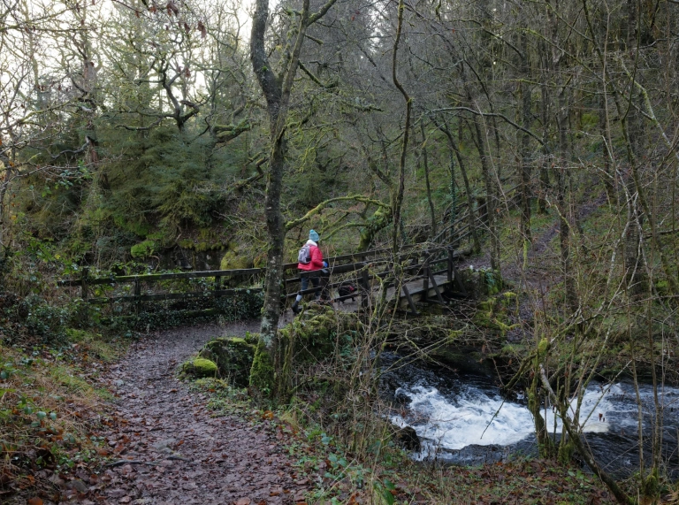 Menyw yn cerdded dros bont bren ar draws nant mewn coedwig.