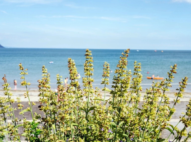 Yr olygfa o fwyty Beach House: planhigyn gyda'r môr yn y cefndir.