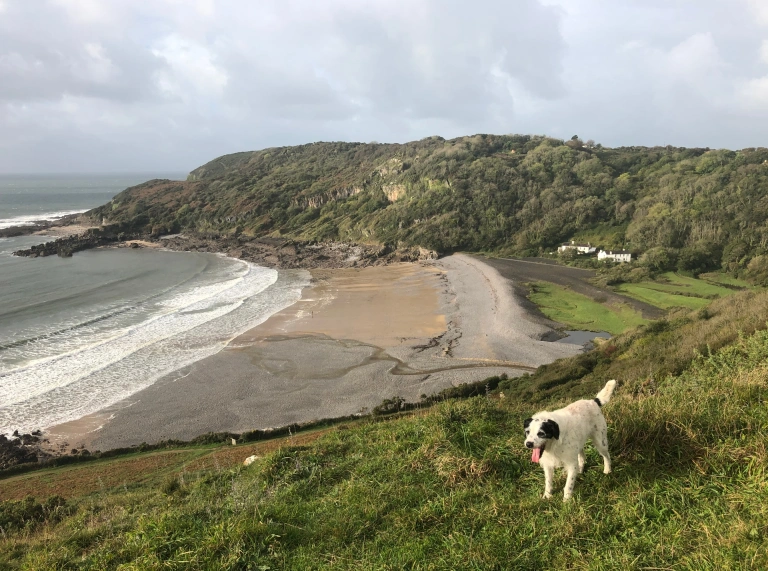 Ci ar lwybr ar ochr clogwyn, uwchben cildraeth tywodlyd, caregog.