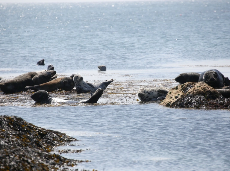 A view of seals resting on the rocks