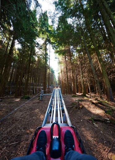 Golygfa o sêt cart Fforest Coaster – gyda’r trac a’r coed o’i flaen.