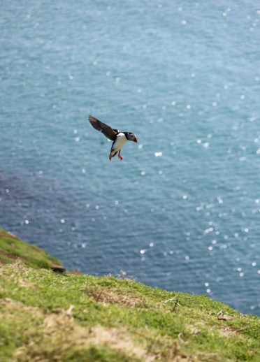 Pâl yn dod i dir ar y gwair gyda'r môr yn y cefndir