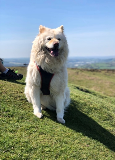 Ci mawr gwyn ar ben mynydd