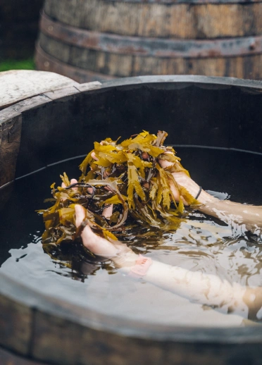An oak barrel full of water with hands in the water holding seaweed.