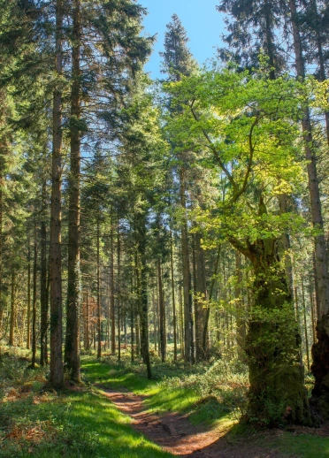 a woodland path through tall trees, on a sunny day.