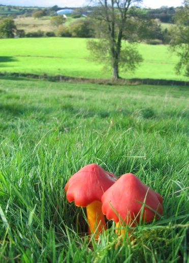 Dau ffwng coch yn tyfu mewn cae o laswellt
