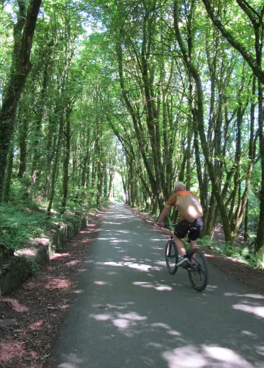 Beiciwr ar lwybr gyda choed yn ei amgylchynu.