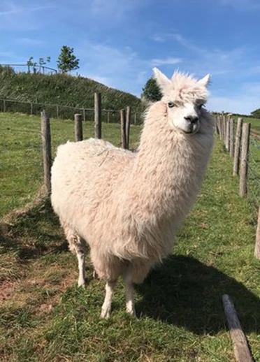 Alpacas.