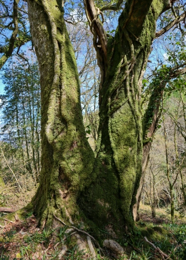 Coeden wedi’i gorchuddio â chen gwyrdd.