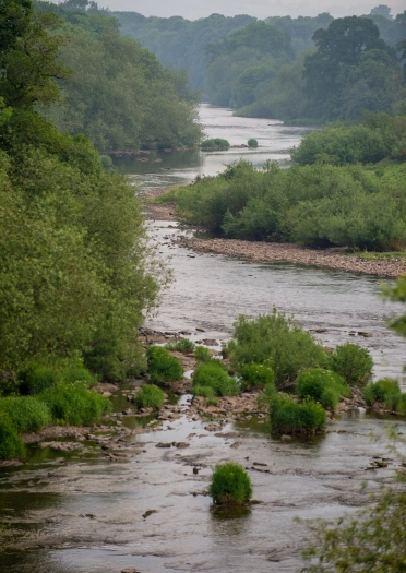 Afon fas yn troelli drwy goetir gwyrdd trwchus, gyda llwyni a cherrig i’w gweld yn y dŵr o dan awyr gymylog.