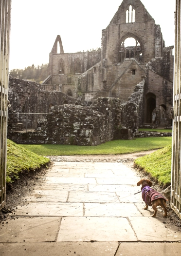 Dachshund mewn abaty adfeiliedig.