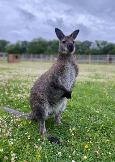 wallaby mewn cae