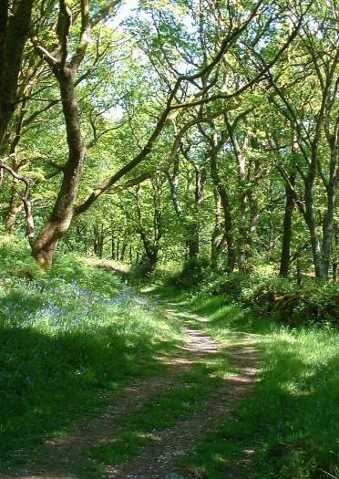 Llwybr trwy goetiroedd yn llawn clychau’r gog