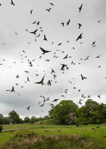 Hundreds of red kites swooping down to collect food on the ground.
