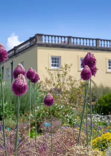 Purple alliums growing high above a carpet of ground covering flowers.