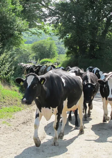 Gyrr o wartheg yn cerdded ar lwybr.