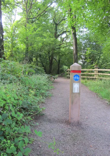 Llwybr drwy’r coed gydag arwyddion beicio, a choed a ffens bren ar bob ochr, ar ddiwrnod heulog.