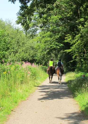 Dau’n marchogaeth ceffylau ar lwybr cul, cysgodol, gyda gwyrddni a blodau gwyllt o’u hamgylch, ac un yn gwisgo fest felen.